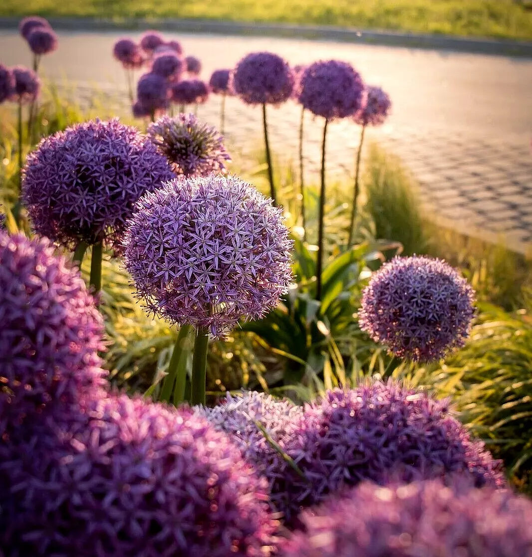 Allium Gigantum Seeds - 100 Pack of Large Purple Flowers - Hardy Ornamental Onion Bulbs for Garden