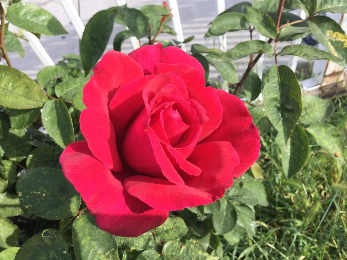 Red Cherry Rose Cuttings – 3 Stem Grafting & Rooting Material – Rosa 'Red Cherry'