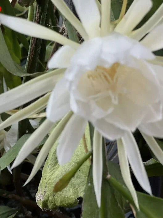 Queen of the Night Epiphyllum Cuttings – 6 White Blooming Orchids for Indoor & Outdoor Garden, Epiphyllum oxypetalum