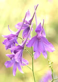 Larkspur Seeds - 860 Pack - Delphinium Consolida Flower Seeds for Borders & Cut Flowers - Pollinator Attracting, Easy to Grow