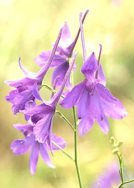 Larkspur Seeds - 860 Pack - Delphinium Consolida Flower Seeds for Borders & Cut Flowers - Pollinator Attracting, Easy to Grow