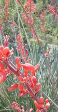 Red Yucca Seeds - 10 Pack, Drought Tolerant, Hesperaloe parviflora, Perennial, Low Maintenance, Full Sun, Xeriscape