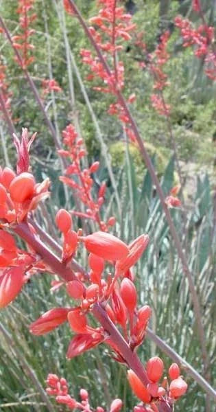 Red Yucca Seeds - 10 Pack, Drought Tolerant, Hesperaloe parviflora, Perennial, Low Maintenance, Full Sun, Xeriscape