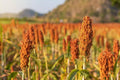 Sweet Sugar Cane Sorghum Seeds - 100 Heirloom, Open-Pollinated, Non-GMO for Home Garden & Sustainable Farming
