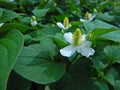 Chameleon Plant Lot of 10 - Houttuynia Cordata Fish Mint Asian Herb Edible Ground Cover
