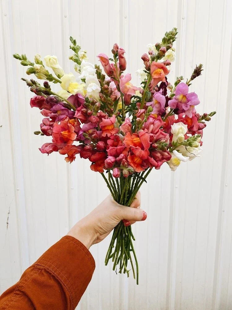 Snapdragon Seeds Tall Mix - Organic Antirrhinum majus Flower Seeds for Butterfly & Bee Garden, 100 Pack
