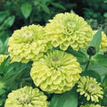 Envy Zinnia Seeds - 100+ Pack for Garden Planting - Zinnia elegans - Bright Green Blooms - USA Grown