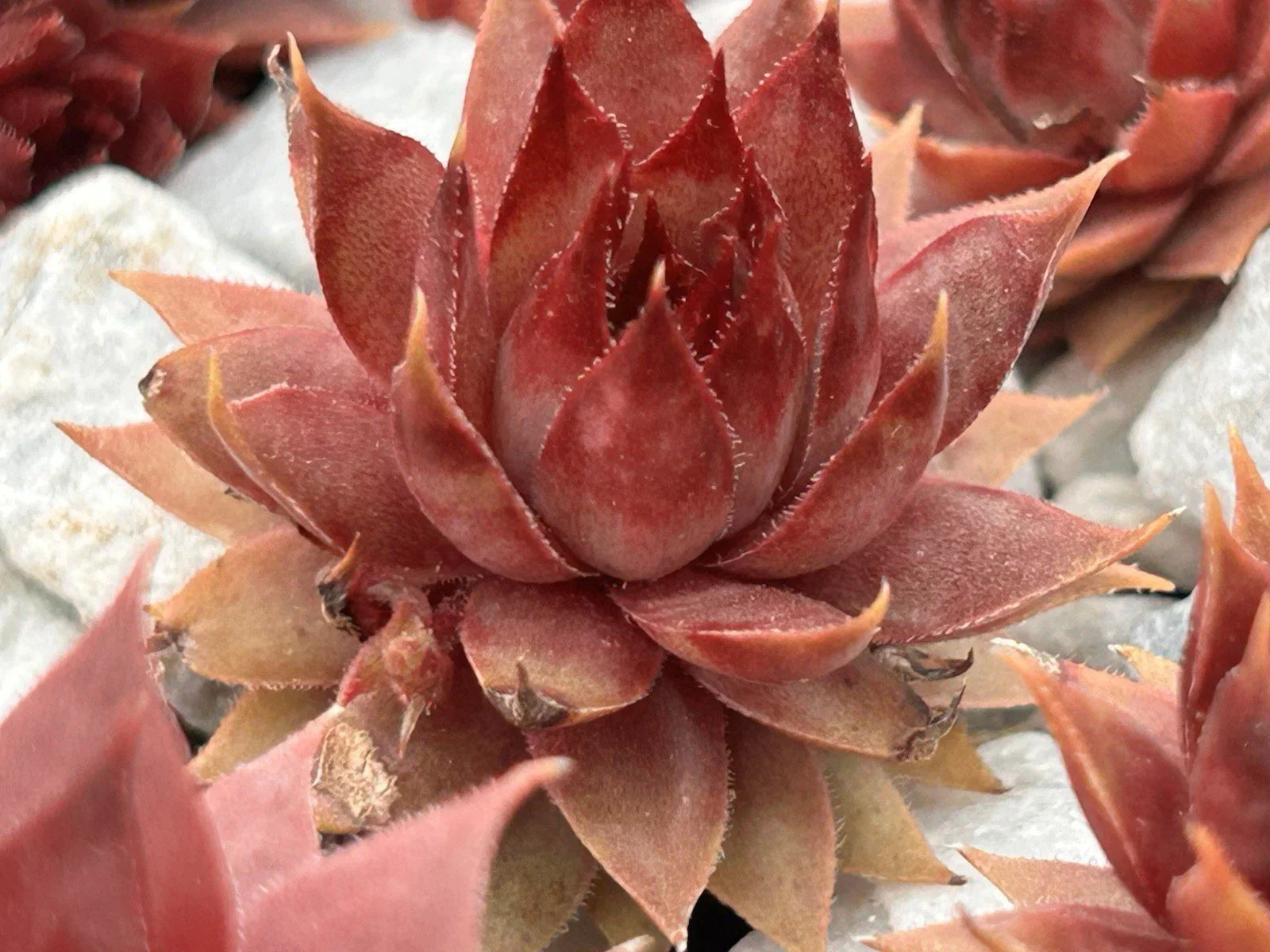 Live Sempervivum Succulent Plant - Red Beauty Variety - Drought & Cold Tolerant Indoor & Outdoor Gardening
