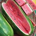 Jubilee Watermelon Seeds – 50+ Pack for Garden Planting, Citrullus lanatus, Non-GMO, Juicy, Sweet, Summer Garden, Backyard, USA Grown