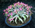 Mixed Color Desert Rose Seeds - Easy to Grow Adenium Obesum Bonsai Plant Seeds for Containers and Gardens