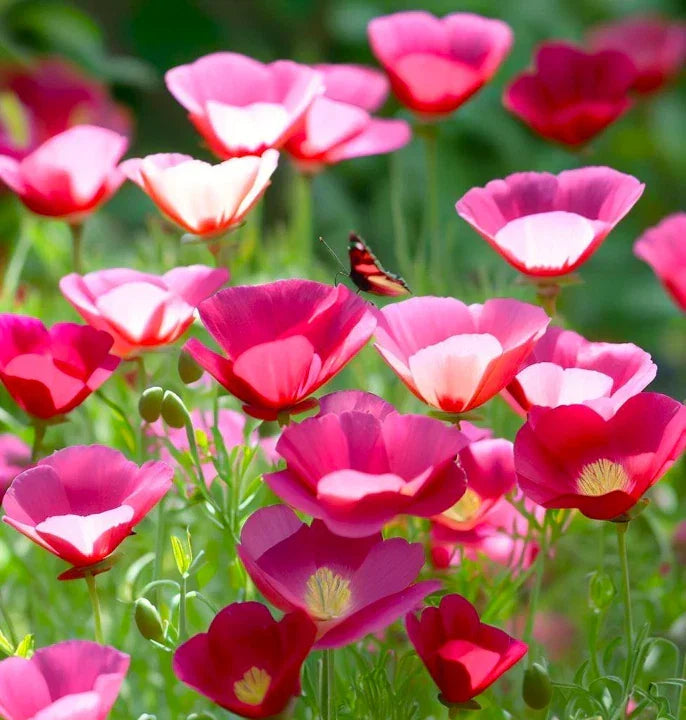 California Poppy Seeds | Pink & Purple Flower Seeds | Eschscholzia californica | Fast Germination, Garden & Container Planting