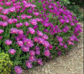 Magenta Ice Plant Cuttings - 5 Unrooted Delosperma Cooperi Hardy Ground Cover Plants for Drought Tolerance