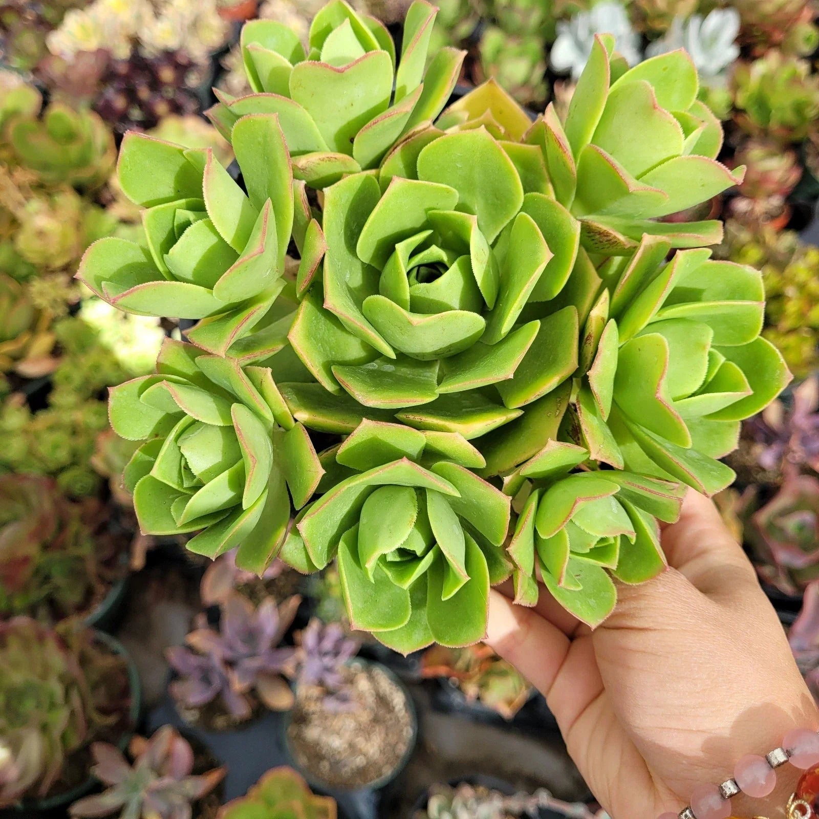 Aeonium Gomerense Live Plant - 6" Bare Root Succulent - Green Rosettes, Drought-Tolerant, Indoor & Outdoor, Crassulaceae