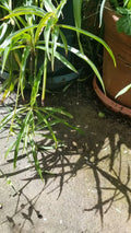 Green Spider Plant Starter Plants, Chlorophytum comosum, Airplane Plant, Live Houseplant, Indoor Garden