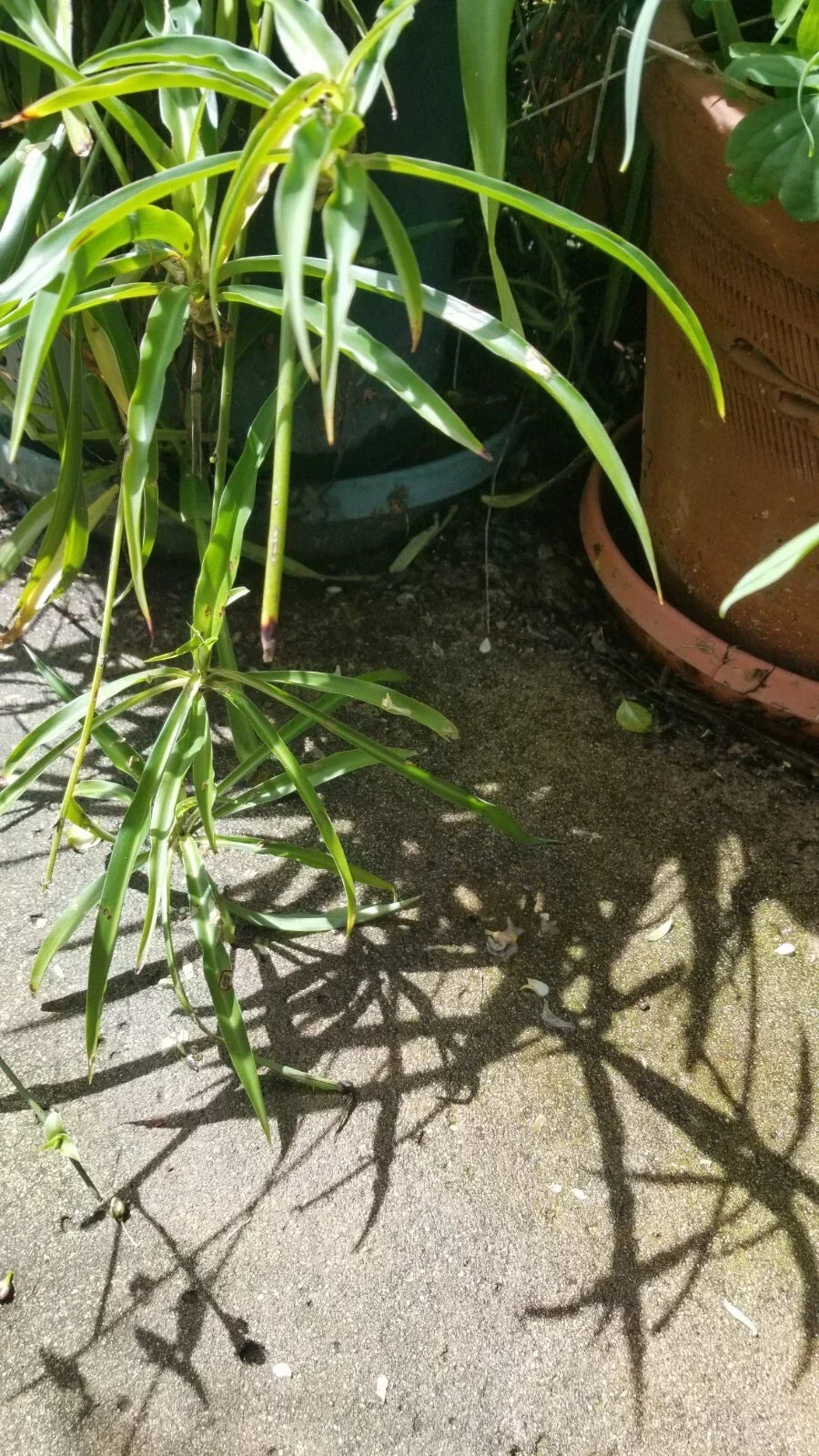 Green Spider Plant Starter Plants, Chlorophytum comosum, Airplane Plant, Live Houseplant, Indoor Garden