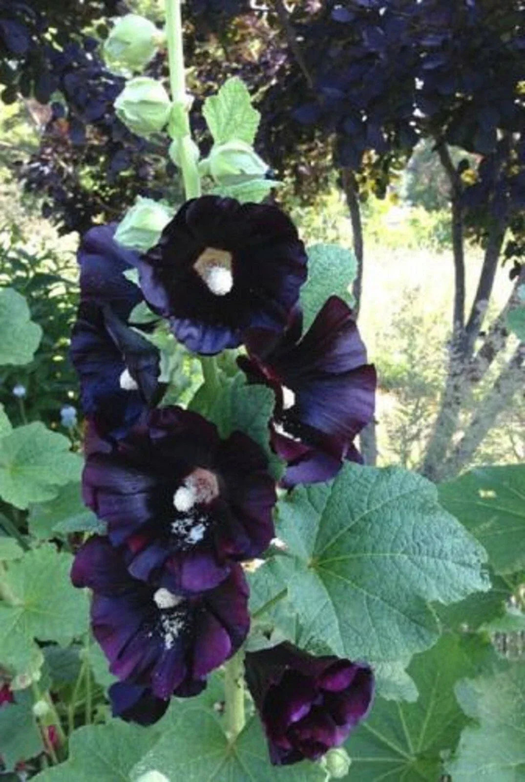 Hollyhock Seeds - 25 Dark Black Purple Perennial Flower Seeds - Alcea rosea for Borders & Garden Beds