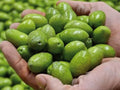 Bella di Cerignola Olive Seeds - 10+ Pack for Garden Planting - Olea europaea - USA Grown, Easy to Grow
