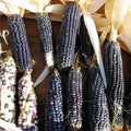 Hopi Blue Corn Seeds - Heirloom Non-GMO Zea mays - 60 Packets for Garden, Container & Small Farms