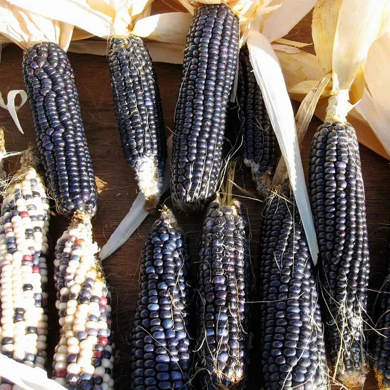 Hopi Blue Corn Seeds - Heirloom Non-GMO Zea mays - 60 Packets for Garden, Container & Small Farms