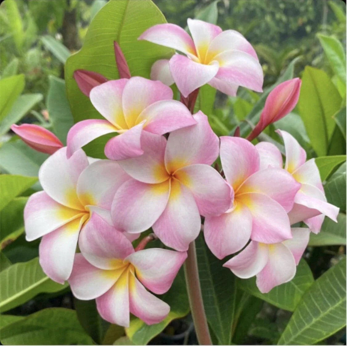 Rooted Plumeria Cutting - Moir Pink, 12" Frangipani Plant, Plumeria rubra, Tropical Flower for Indoor & Outdoor Gardens