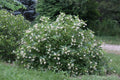 Buttonbush Live Plants Set of 2 – Cephalanthus occidentalis Native Shrubs for Wet Areas, Rain Gardens, Pond Edges