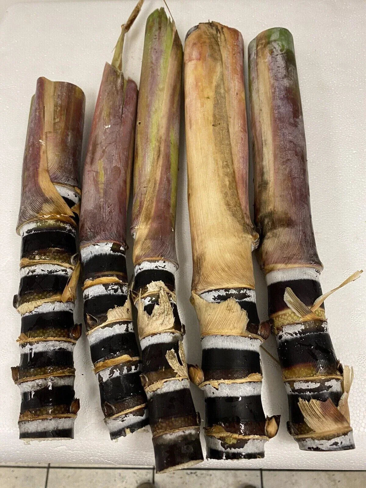 Rare Purple Sugarcane Cuttings - Heirloom Saccharum officinarum - Freshly Cut, Ready to Plant, Tropical Garden, Florida Grown