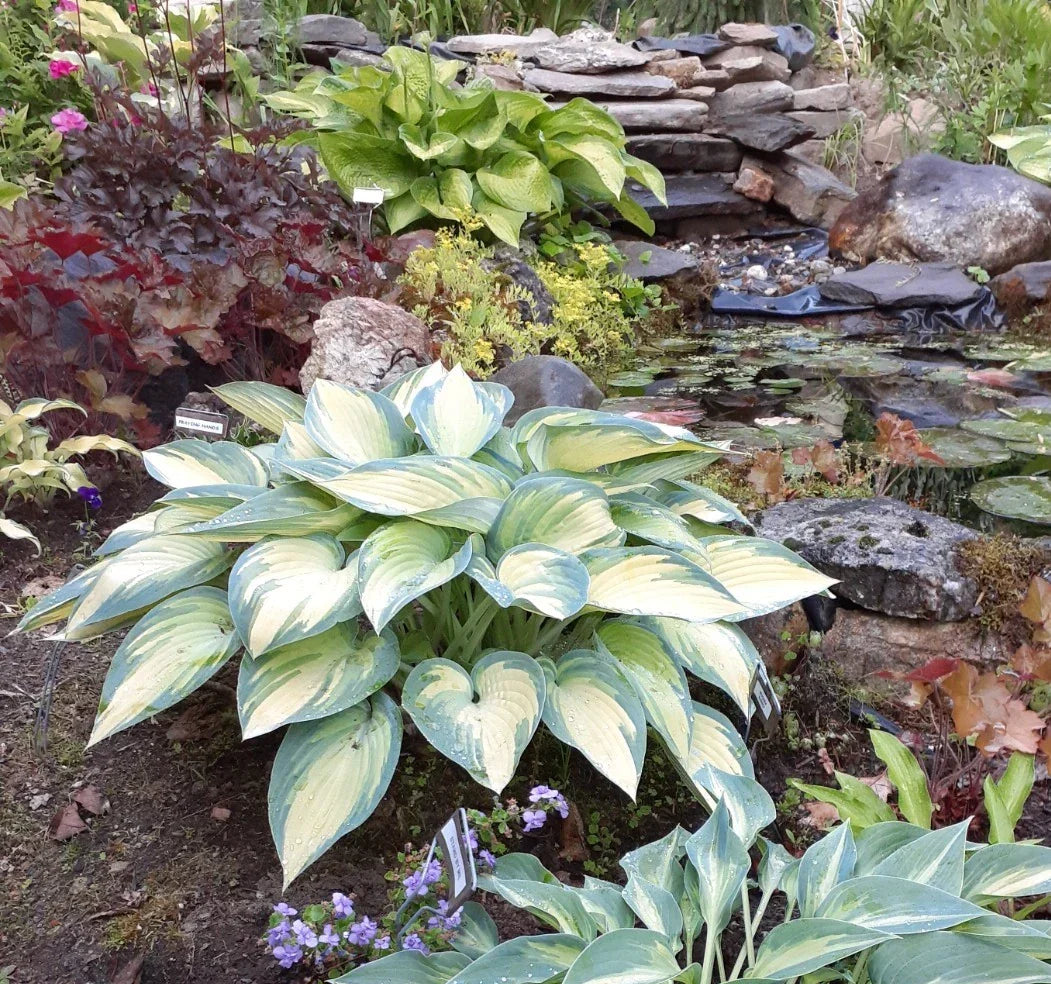 Hosta 'June' Starter Plant | Perennial Shade Plant | Blue-Green Leaves with Golden Margins | Hosta sieboldiana