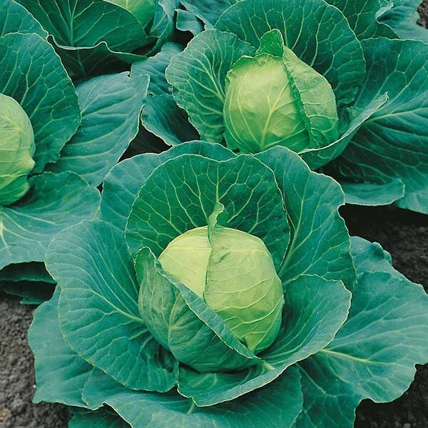 Cabbage Seeds 600+ Heirloom Golden Acres NON-GMO Brassica oleracea Seed Packet for Gardening