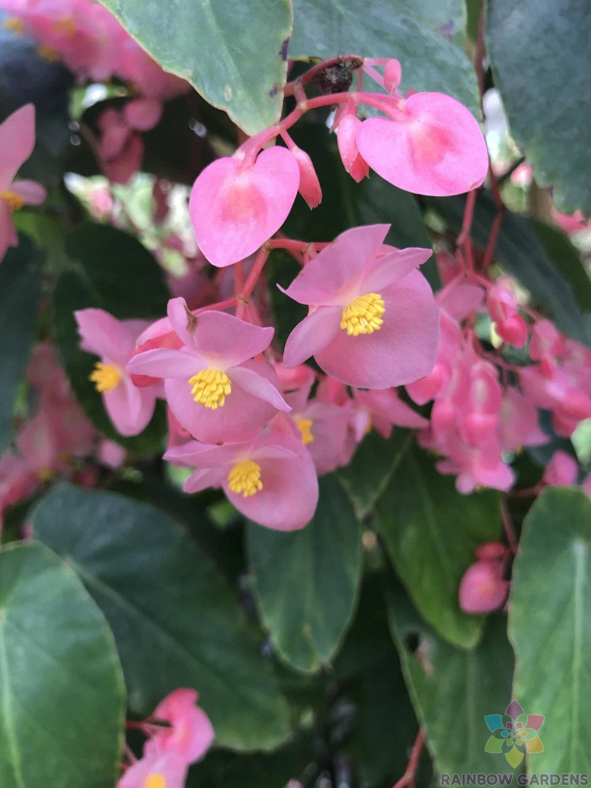 Torch Pink Begonia Seeds - 25+ Begonia x tuberhybrida Garden Seeds for Bright Pink Flowers