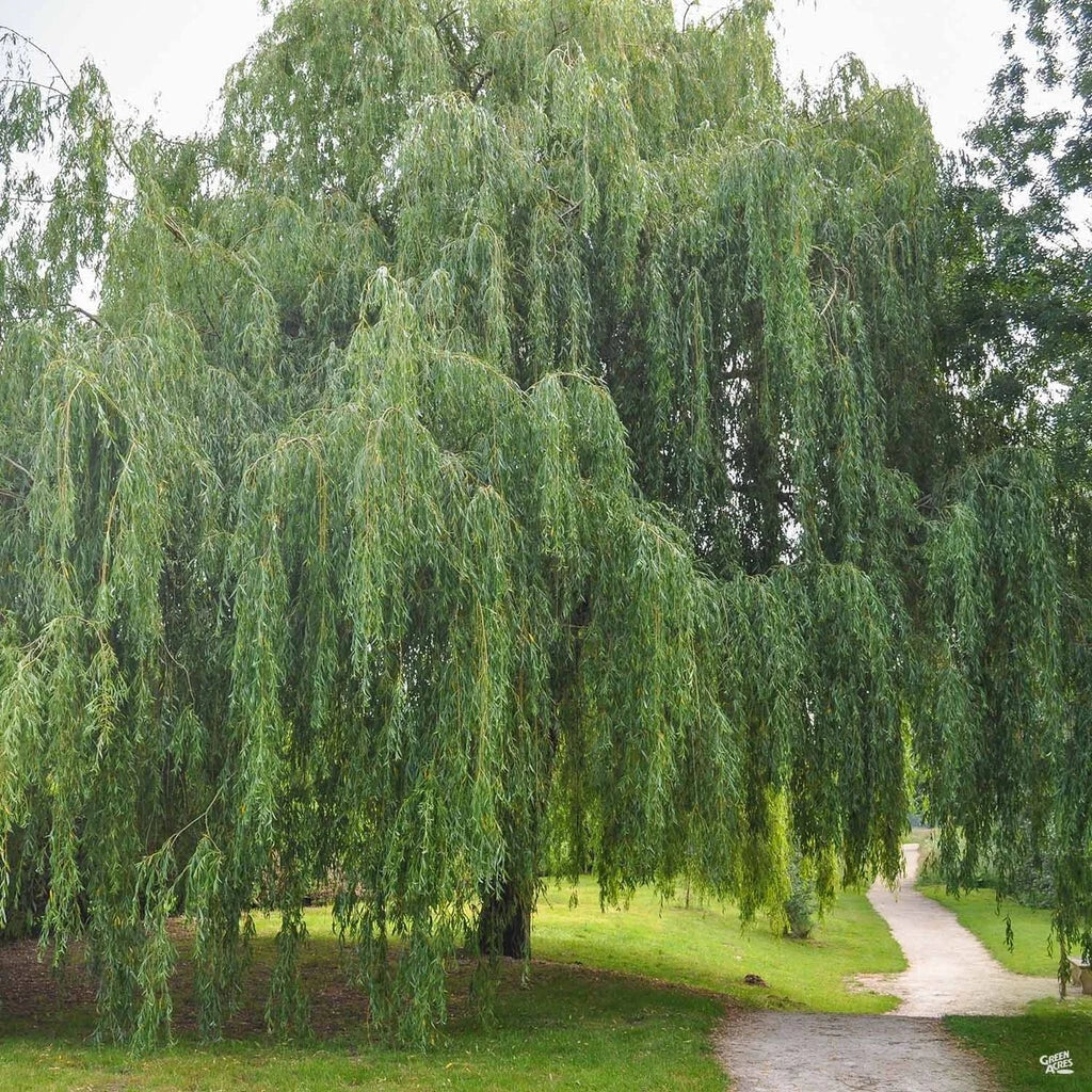 Weeping Willow Cuttings - Unrooted Fast Growing Shade Tree - Salix babylonica, Deciduous, Elegant Cascading Branches