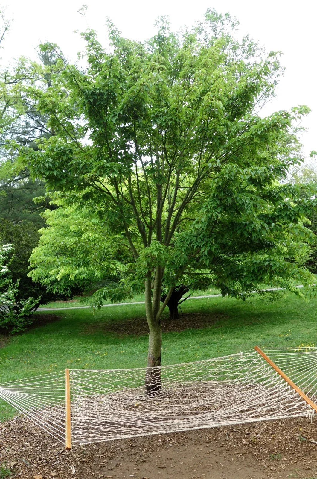 50+ David's Maple Seeds Acer davidii Tree Seeds for Planting, Native to China, Hardy & Fast-Growing