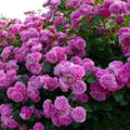 Climbing Purple Rose Seeds - Perennial Flower Seeds for Garden, Attracts Pollinators, Rosa 'Climbing Purple' - 10 Pack