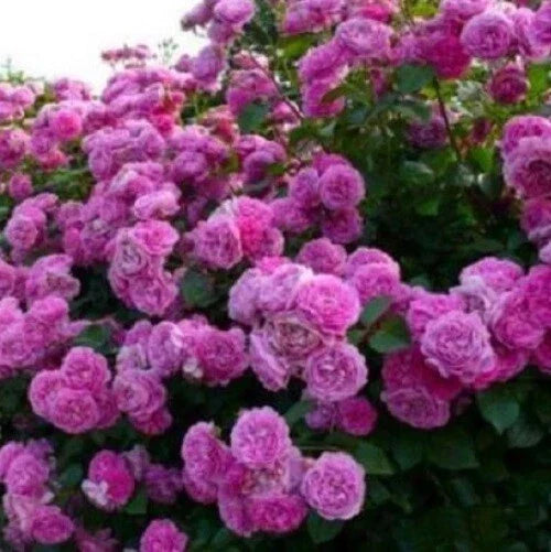 Climbing Purple Rose Seeds - Perennial Flower Seeds for Garden, Attracts Pollinators, Rosa 'Climbing Purple' - 10 Pack
