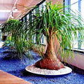 Ponytail Palm Tree Seeds - Beaucarnea recurvata Indoor Houseplant Seeds - Tropical Low-Maintenance Plant