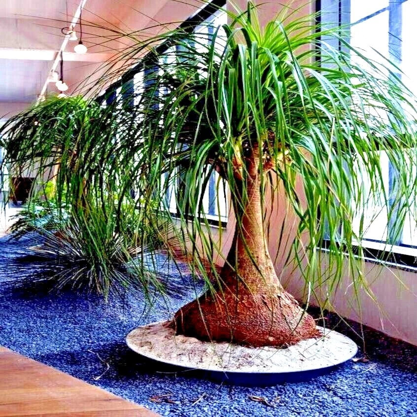 Ponytail Palm Tree Seeds - Beaucarnea recurvata Indoor Houseplant Seeds - Tropical Low-Maintenance Plant