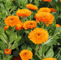 Calendula Seeds - Bright Orange Flowers - Easy Grow, Edible & Pollinator-Friendly - Calendula officinalis Seed Packet
