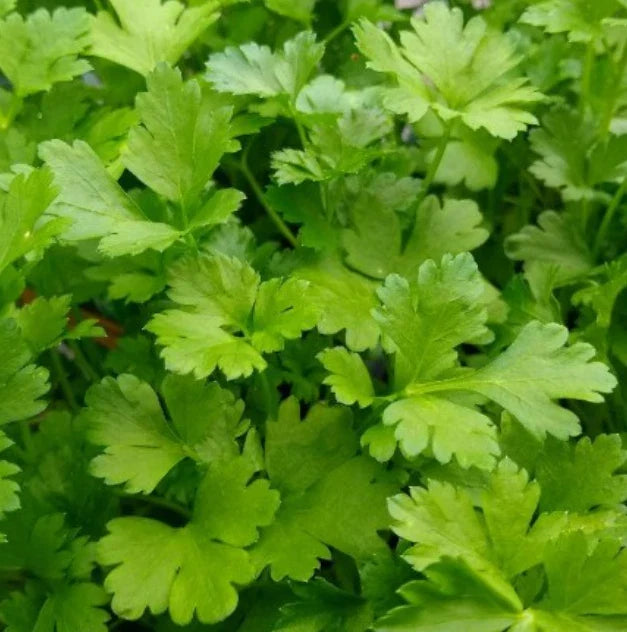 Italian Giant Parsley Seeds - 500 Non-GMO Culinary Herb for Container Garden, Petroselinum crispum