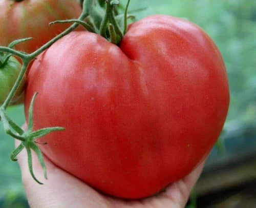 Anna Russian Tomato Seeds – Heirloom Organic Non-GMO, 120+ Solanum lycopersicum, Delicious, Robust, Indeterminate, Garden & Container