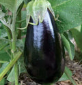 Florida Market Eggplant Seeds – Culinary Variety for Asian Cuisine, Solanum melongena, 50+ Pack