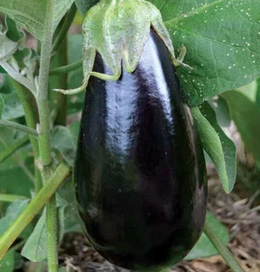 Florida Market Eggplant Seeds – Culinary Variety for Asian Cuisine, Solanum melongena, 50+ Pack