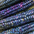 Rio Grande Blue Ornamental Corn Seeds | Heirloom Hopi Azul Flint Indian Dent | Non-GMO Zea mays for Gardens & Decorations