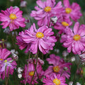 Bare Root Dark Rose Japanese Anemone - Anemone hupehensis var. japonica - 10 Root Stock for Gardens & Landscapes