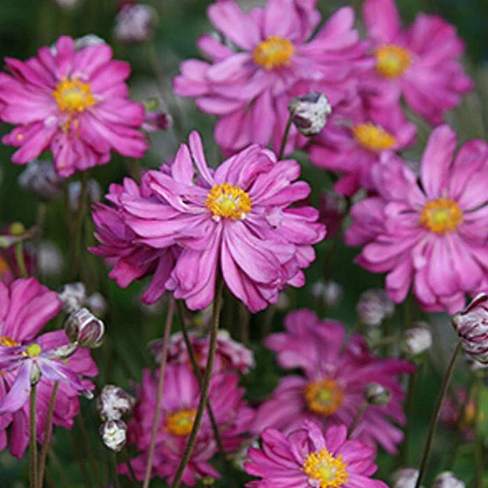 Bare Root Dark Rose Japanese Anemone - Anemone hupehensis var. japonica - 10 Root Stock for Gardens & Landscapes