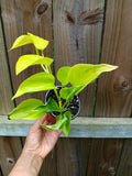 Élysées Pothos Plant 6" Pot, Variegated Green Foliage, Epipremnum Aureum 'Champs Élysées' Indoor Houseplant