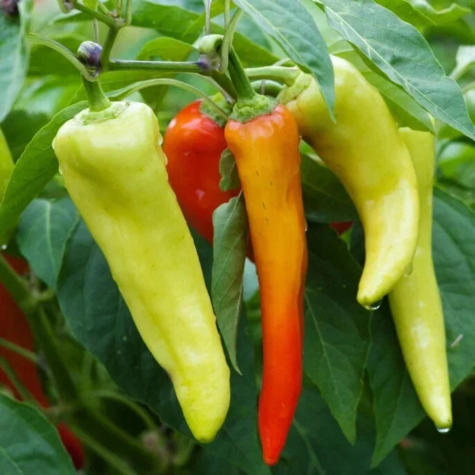 Sweet Banana Pepper Seeds - 10 Pack - Capsicum annuum Vegetable Seeds for Garden, Non-GMO, Full Sun, Easy to Grow
