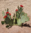 Opuntia 'Fruit Punch' Hybrid Prickly Pear Cactus Pad Cutting - Live Succulent Plant Segment for Garden or Indoor Decor