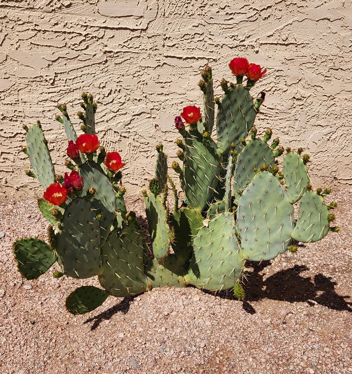 Opuntia 'Fruit Punch' Hybrid Prickly Pear Cactus Pad Cutting - Live Succulent Plant Segment for Garden or Indoor Decor