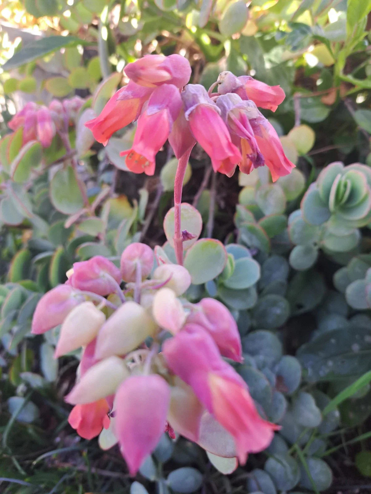 Kalanchoe Panamensis Succulent Cuttings 6 Pack, 5 Inch Live Plant Propagation, Hardy Succulent for Indoor & Outdoor Gardens