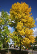 Green Ash Tree Seeds - 25 Pack - Fraxinus Pennsylvanica - Native Deciduous Tree for Landscaping & Reforestation