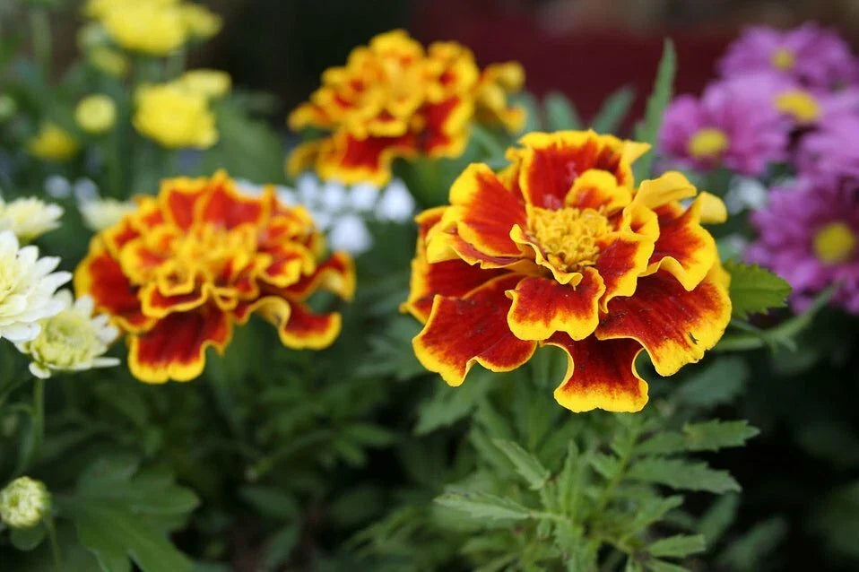 Marigold Flower Seeds - Red Yellow Mix - Tagetes erecta - Premium Gardening Pack